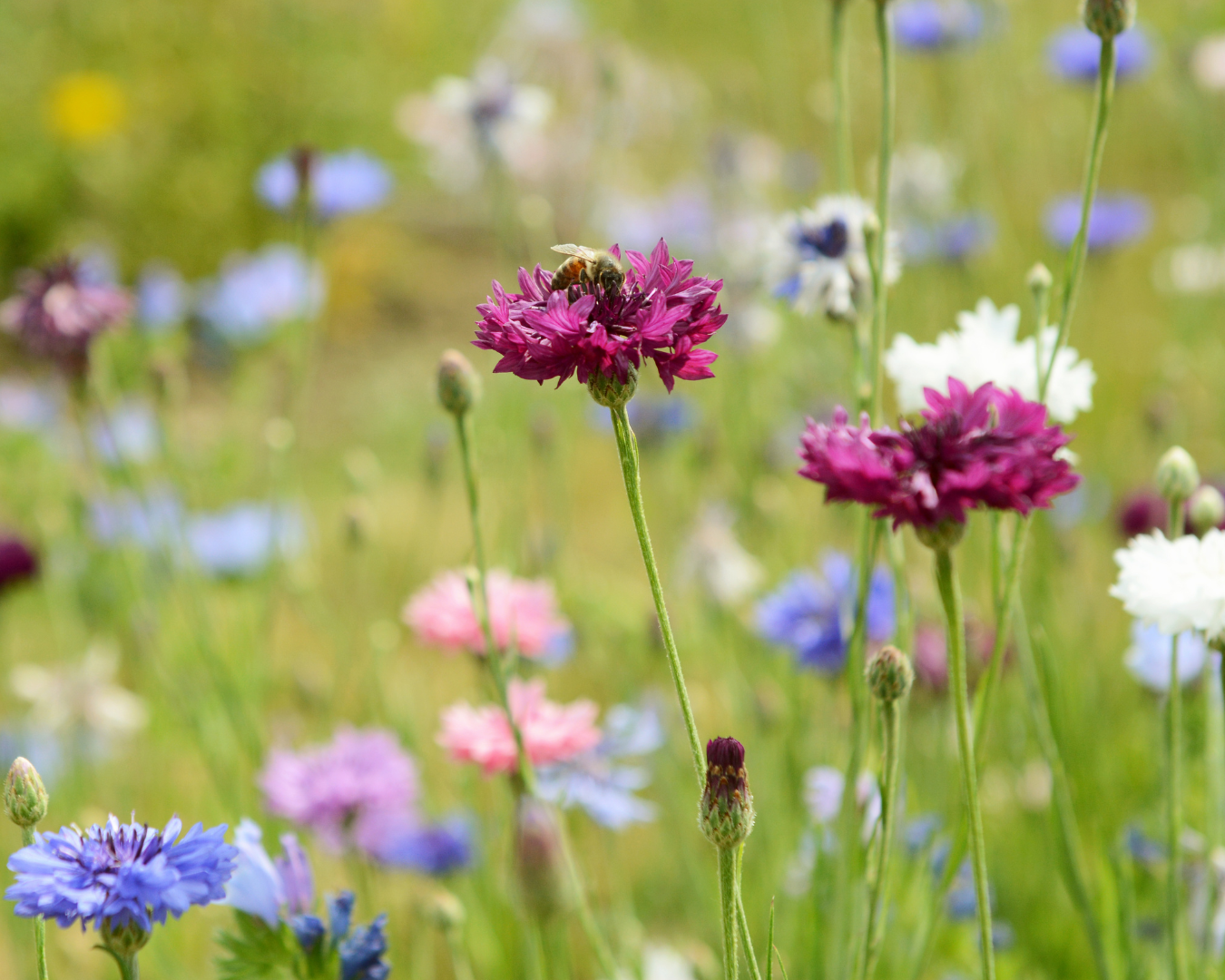Breckenridge Wildflower Week events for Saturday July 4, 2026